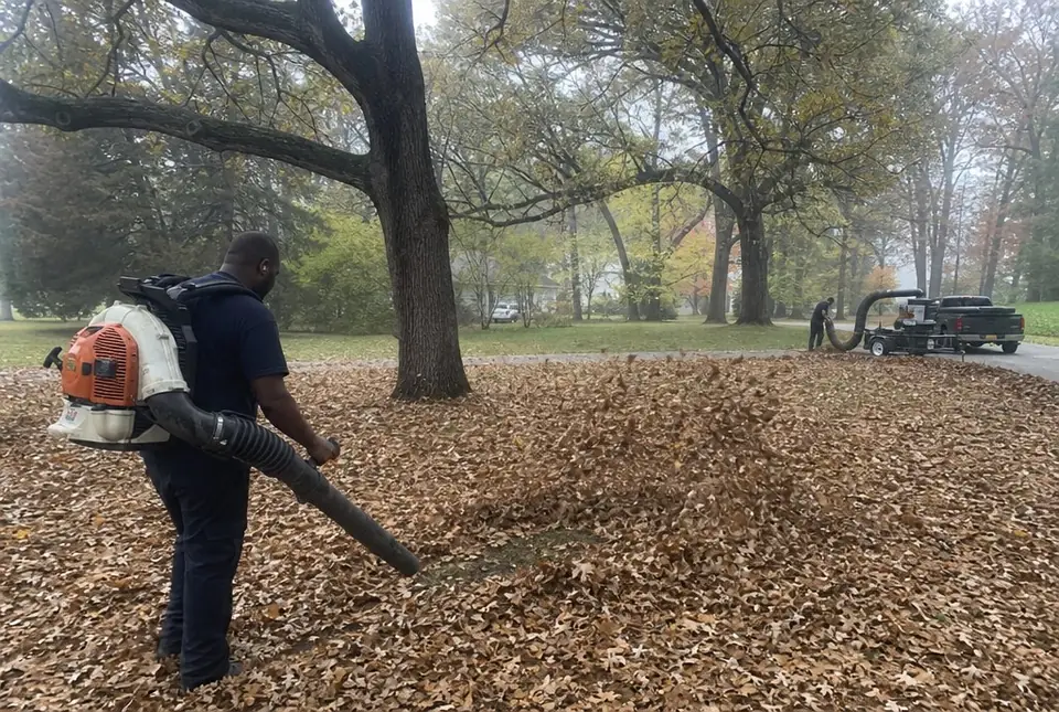 Worker blowing deep leaves toward a trailer leaf vacuum under old oaks